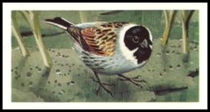7 Reed Bunting